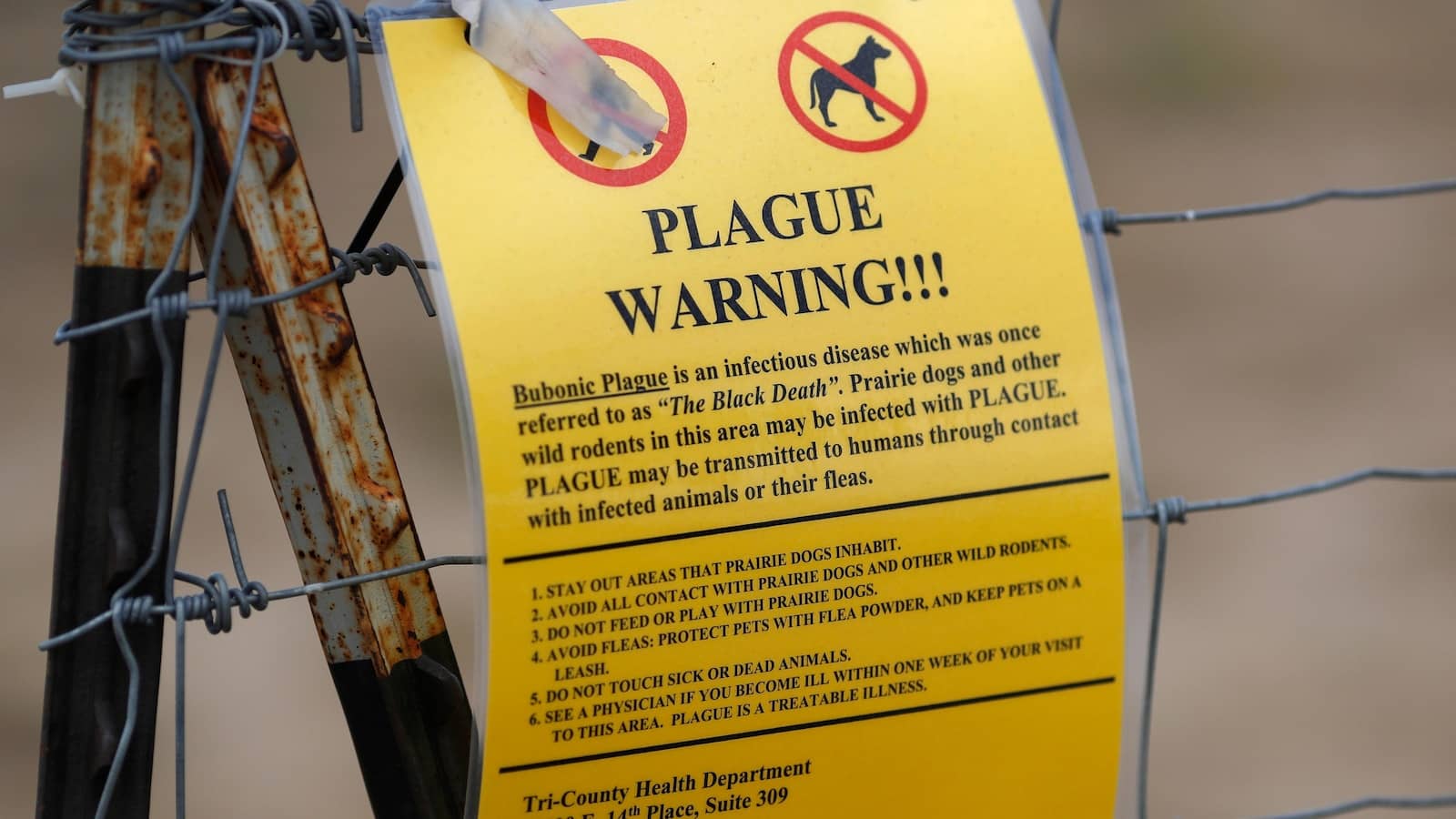 The plague rarely affects humans, though the US sees about 7 cases a year. Here’s why