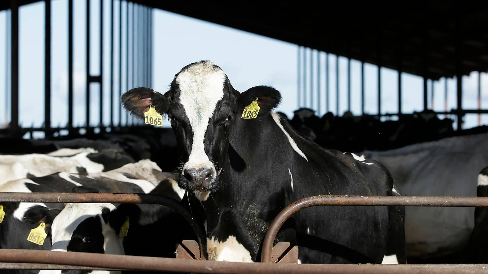 Dairy cattle must be tested for bird flu before moving between states, agriculture officials say