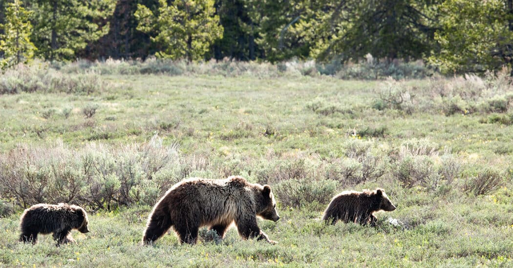 Veteran Survives Grizzly’s Attack After It Bites Into Can of Bear Spray