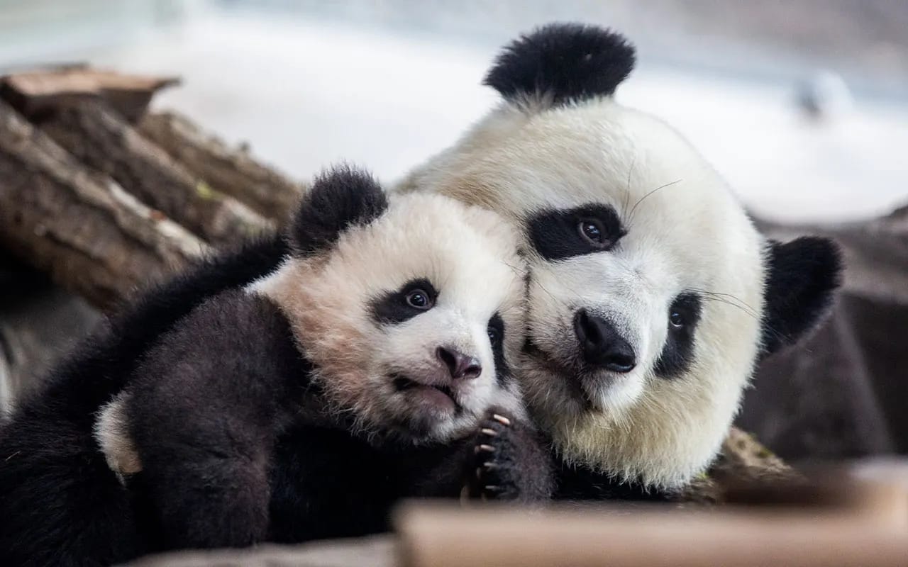 DC’s Smithsonian National Zoo to welcome pair of young pandas from China