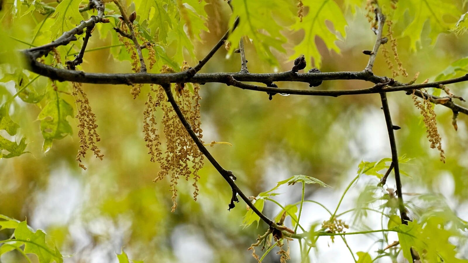 Allergies can make you miserable. Here’s how to track pollen levels near you