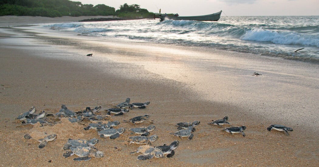 A Remote Island Draws Thousands of Turtles Each Year. Could It Attract Tourists?