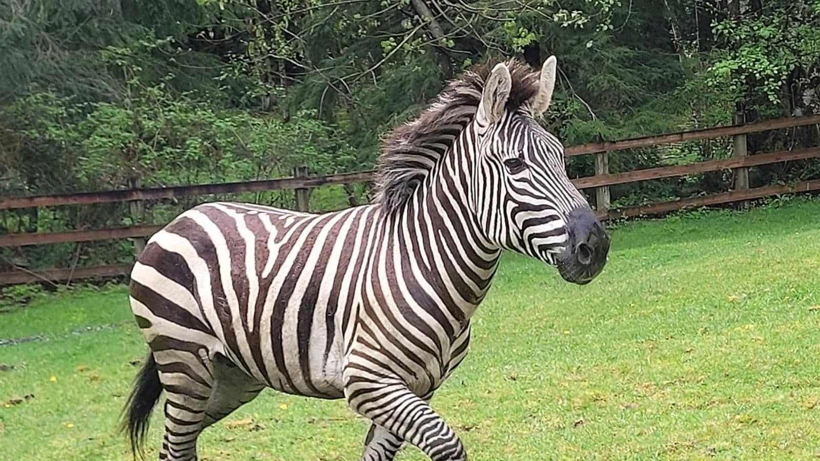 Zebra remains on the loose as officials close trailheads to keep people away