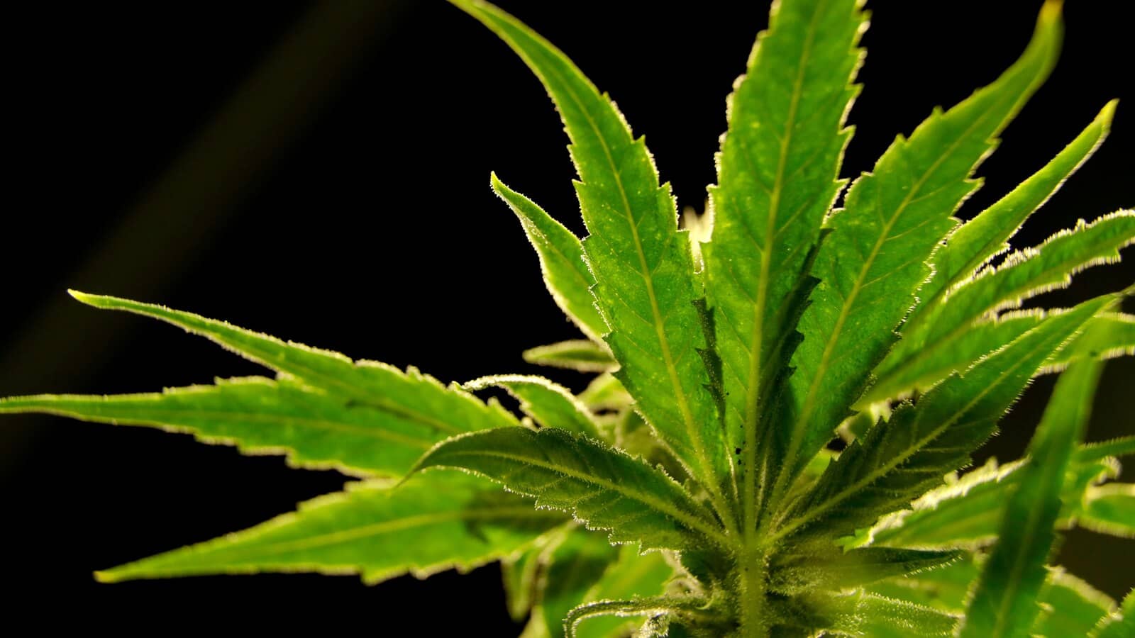 US drug control agency will move to reclassify marijuana in a historic shift, AP sources say