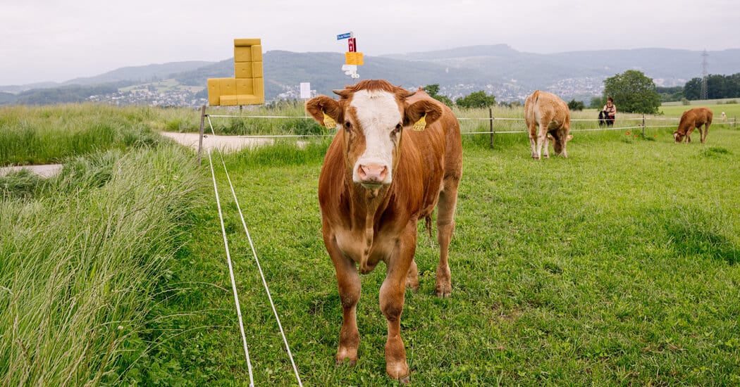 No One Told the Cows Not to Lick the Artwork