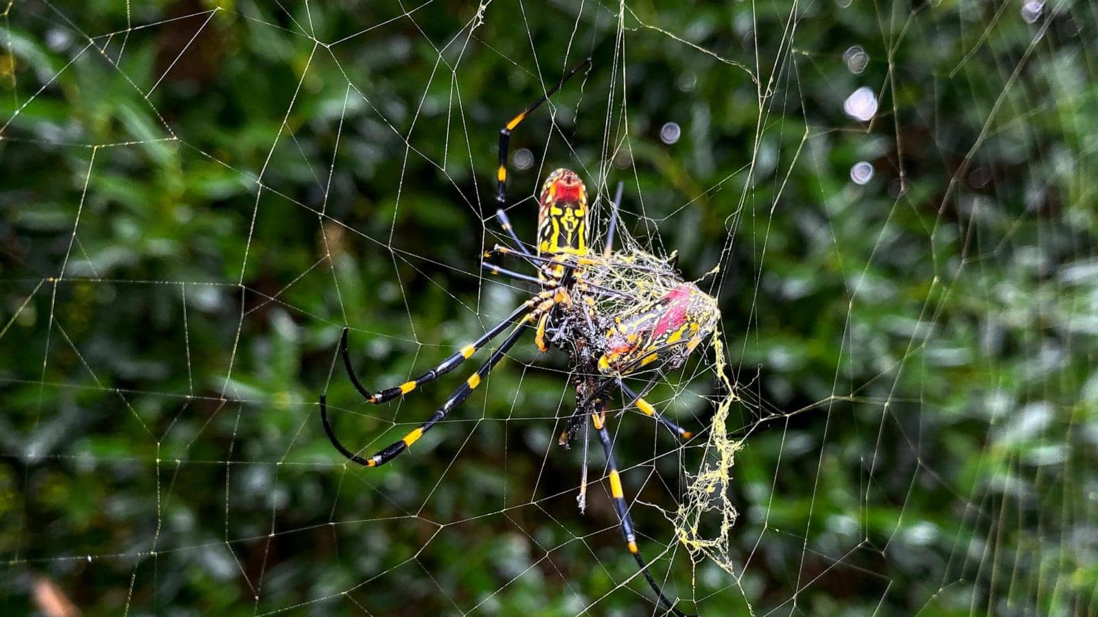 They’re big. They’re colorful. But Joro spiders aren’t nightmare fodder