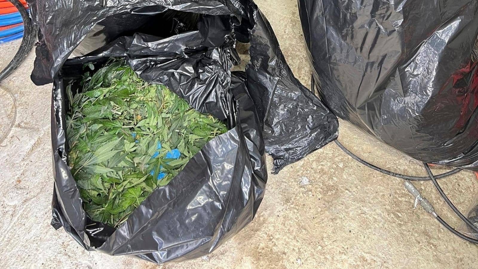 Marijuana grow busted in Maine as feds investigate trend in 20 states