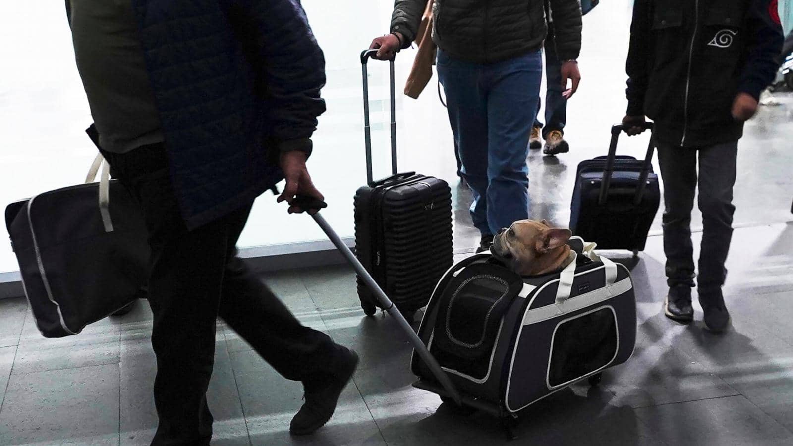 Here’s what to know if you are traveling abroad with your dog