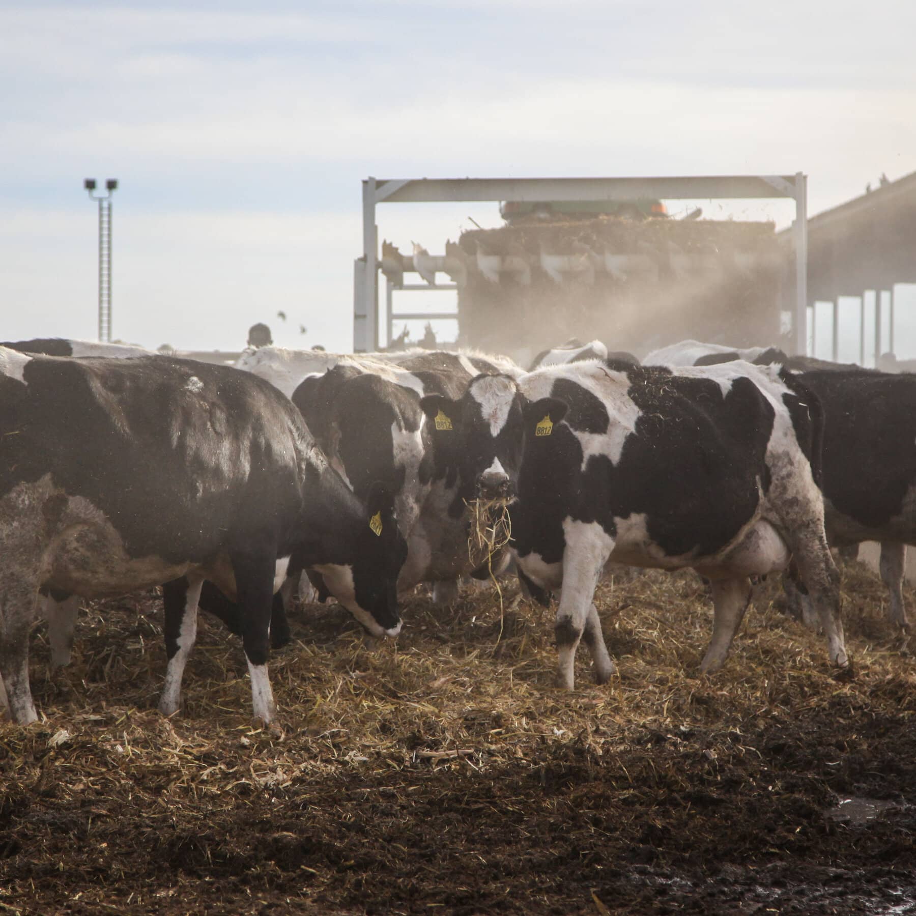 Biden Administration to Pay Dairy Farmers for Bird Flu Protective Measures