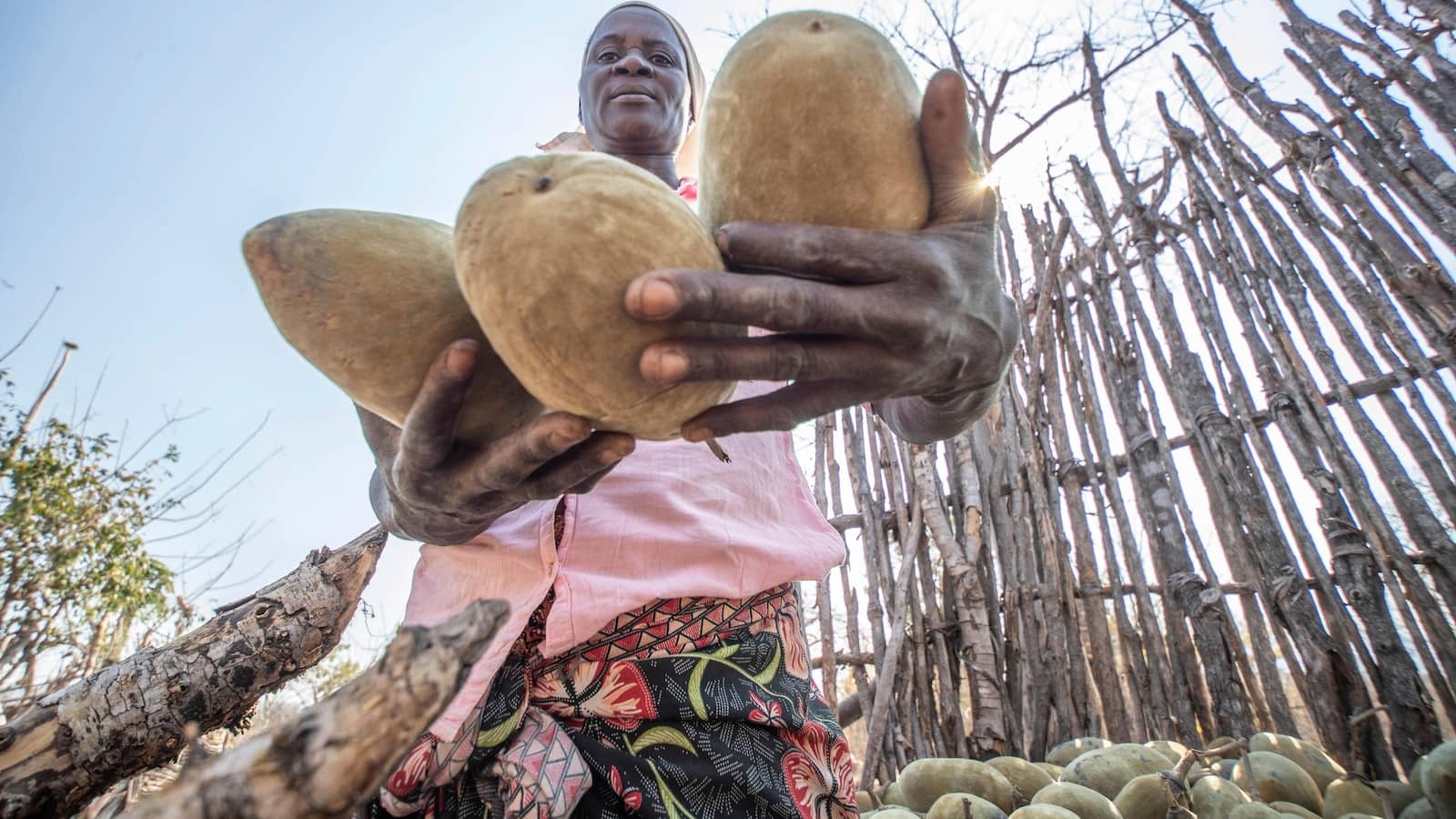 An ancient African tree is providing a new ‘superfood’ yet local harvesters are barely surviving