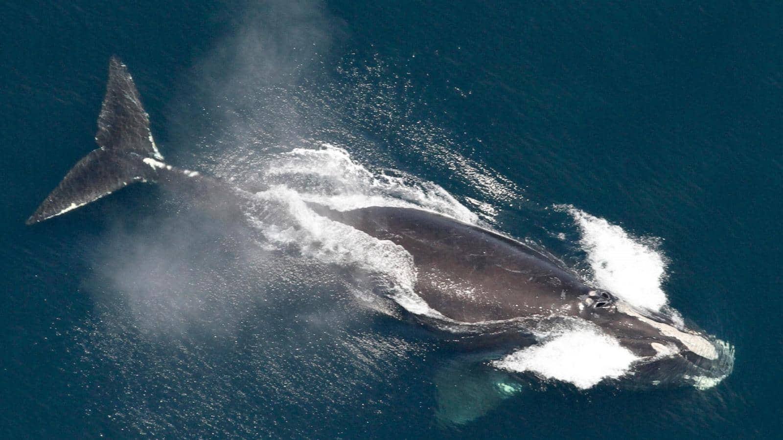 Environmental groups decry attempt to delay shipping rules intended to save whales