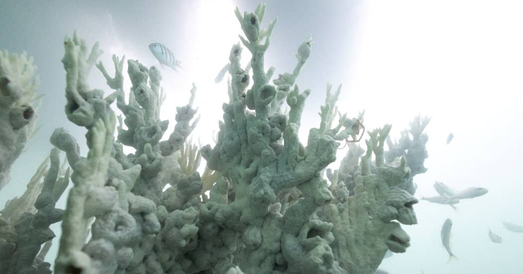 Heat Stress Is Hitting Caribbean Reefs Earlier Than Ever This Year